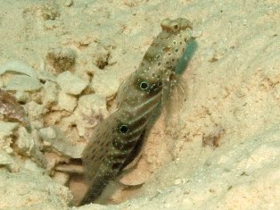 Cryptocentrus caeruleopunctatus